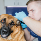 Imagen de un perro a la consulta veterinaria