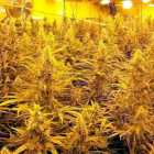 Una de les plantacions de marihuana del grup criminal desmantellat pels Mossos