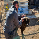 Un agent de la Guàrdia Civil amb un gos en una protectora d'animals del Baix Ebre