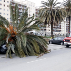 Imagen de la palmera ha caído encima de un vehículo al paseo de Mataró