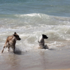 Dos perros bañándose en la playa, imagen que todo apuntaba que se vería este verano en Tarragona pero que finalmente no será así.