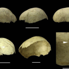 Cráneos copa procedentes de la Cueva del Mirador en Atapuerca, Burgos - Palmira Saladié/IPHES