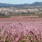 Pla general d'un camp de presseguers florits, amb Móra d'Ebre al fons.