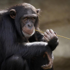Imatge d'arxiu d'un ximpanzé, al genètica del qual pot ajudar a entendre millor els tumors humans.