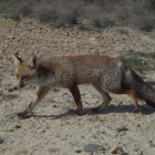 Imagen de archivo de un zorro.