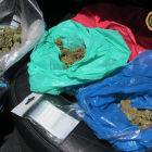 Els cabdells de marihuana decomissats per la Guàrdia Civil i la policia local de Sant Carles de la Ràpita.