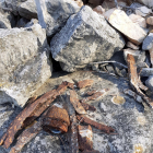 Restes humanes i material bèl·lic de la Batalla de l'Ebre que es pot trobar en superfície a les cotes de la Terra Alta on es projecta el parc eòlic Tramuntana 3.