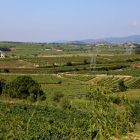 Imatge d'arxiu d'un paisatge de vinyes al Penedès.