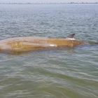 Imatge de la balena rescatada ahir.