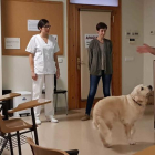 Pla general d'una sessió de teràpia amb gossos, anomenada canoteràpia.