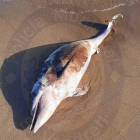 Imagen del delfín en la arena.