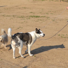 Imagen de una de las zonas de esparcimiento para perros de Reus.
