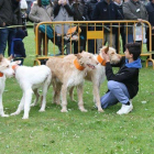 Imatge de diversos gossos de caça.