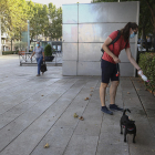 El gest de tirar aigua sobre les miccions està estès entre els amos.