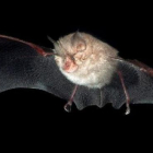 Imagen de un murciélago de herradura pequeño