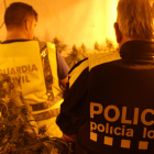 Imagen de archivo de una actuación policial en una plantación de marihuana.