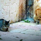 Imágenes de archivo de una colonia de gatos de Tarragona.