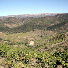 Diverses vinyes al terme municipal de Porrera, al Priorat, amb la Serra de Montsant al fons.