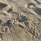 La tortuga boba en las playas de Cataluña.