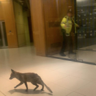 Imagen del animal paseando por el edificio.