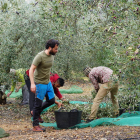 Trabajadores de la oliva en Godall, municipio que cuenta con 177 olivos milenarios.