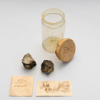 Plano general de los fragmentos que se han relacionado con el meteorito de Barcelona.