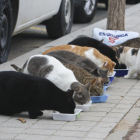Una imagen de archivo de una colonia de gatos.
