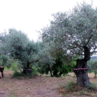Plano general de un campo con olivos monumentales marcados con una cinta por Salvem lo Montsià en la partida de Valldepins, Ulldecona.