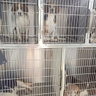 Alguns dels gossos rescatats a les gàbies del laboratori.