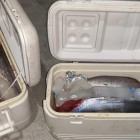 Imatge de les neveres amb les tonyines vermelles confiscades.