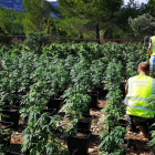 Imagen de la plantación de marihuana en Masboquera.