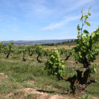 Un camp de vinya al terme municipal de Barberà de la Conca