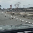 Imagen de los pájaros muertos al lado de la carretera