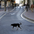 Un gos abandonat pels carrers de València.