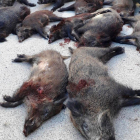 Imatge de senglars abatuts per caçadors.