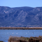 Plano general de flamencos en la laguna de la Encanyissada, en el delta del Ebro.