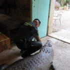 Imatge de l'exemplar de cocodril dissecat que ha estat intervingut per la Guàrdia Civil.