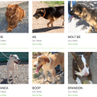 Imagen de algunos de los perros que esperan una nueva oportunidad.