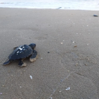 Imatge d'una tortuga careta alliberada.