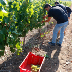 Una imatge d'arxiu del tret de sortida a la verema, l'estiu passat, a vinyes de Puigpelat.