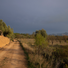 El camino entre olivares, al fondo los puertos de Tortosa-Beceite, donde destacan las Roques de Benet