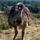 L'emú que han robat d'una finca de Llagostera