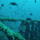Centenares de peces y restos de una embarcación que forma parte del Parc Subaquàtic de Tarragona.