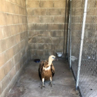 Imatge del voltor rescatata a Vandellòs.