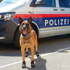 Imagen de un perro de la policía de Viena con los zapatos puestos.