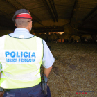 Un agente de los Mossos en la inspección a una explotación ganadera de Xerta denunciada por las malas condiciones de las instalaciones y de los corderos|cordeleros.