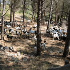 Un rebaño de cabras paciendo el bosque de la sierra de Pàndols, en la Terra Alta, el pasado 2018.