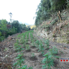 Imatge de la plantació de marihuana al Parc Natural del Montseny, on els Mossos van detenir una persona