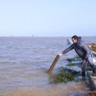 Arrossaires comprueban el agua del mar que ha entrado a los arrozales de la balsa de la Arena del delta del Ebro