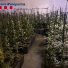Els Mossos d'Esquadra van trobar més de 3.000 plantes de marihuana a dins els habitatges de Lloret i Tossa de Mar.